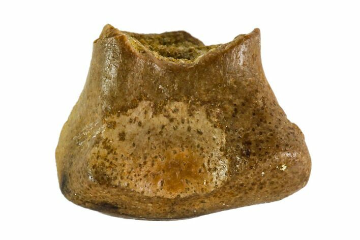 Bargain, Fossil Ankylosaur Or Nodosaur Tooth - Montana #108148